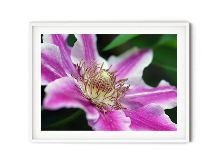 Pink Clematis | Fine Art Photography Print