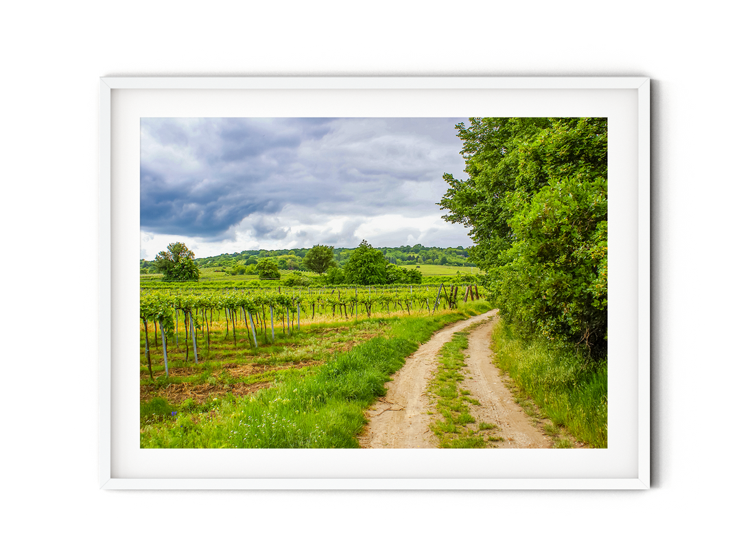 Wine Country | Fine Art Photography Print