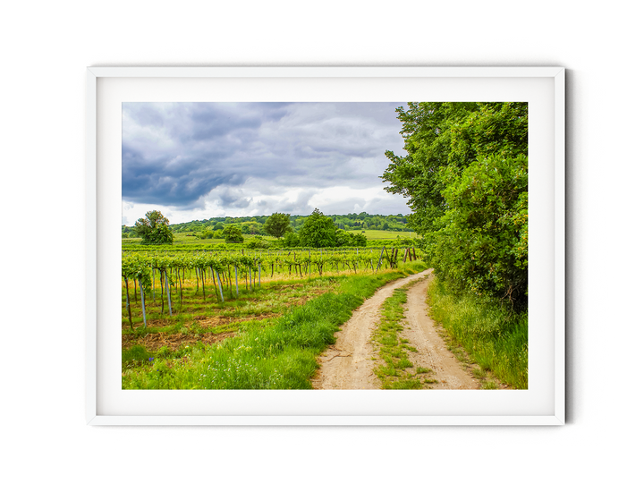 Wine Country | Fine Art Photography Print