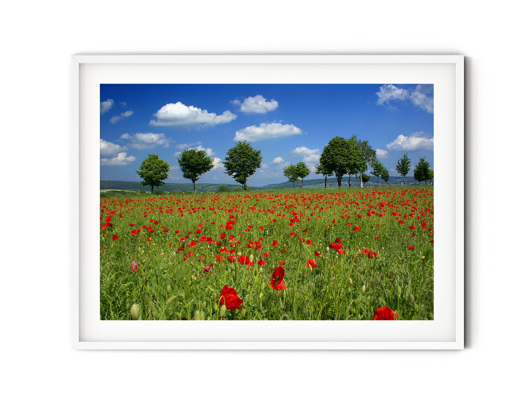 Poppy Flower Field I | Fine Art Photography Print