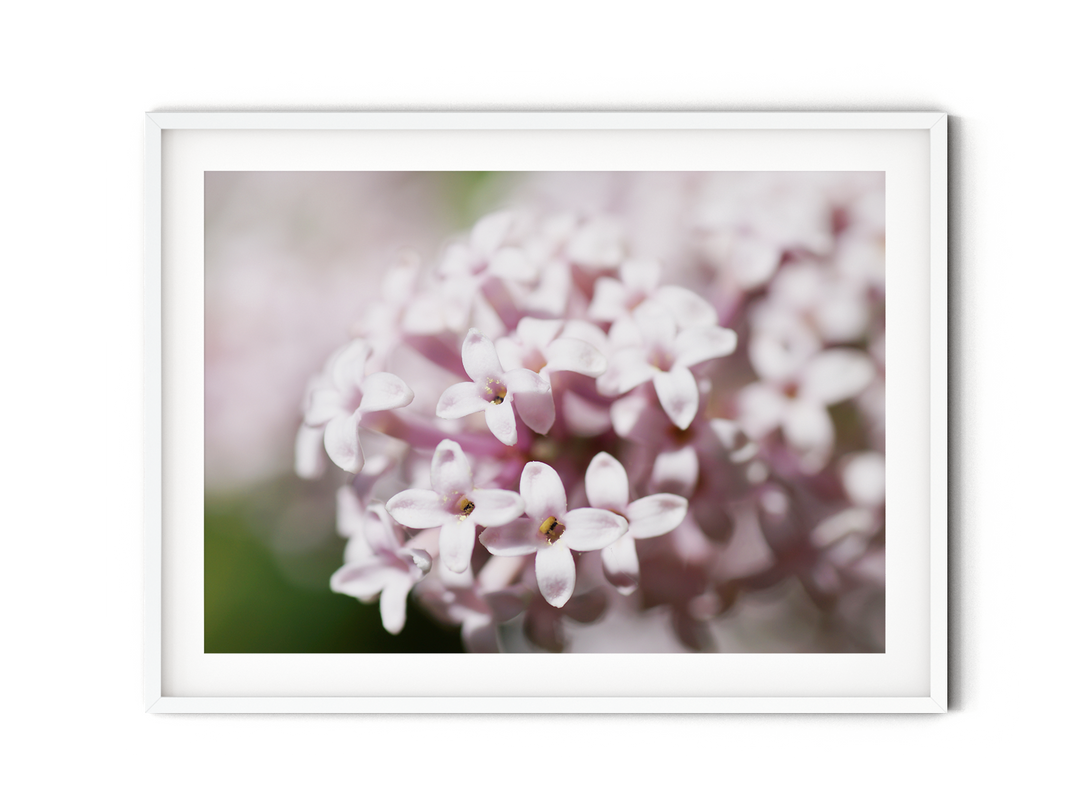 Pink Spring Blossom | Fine Art Photography Print