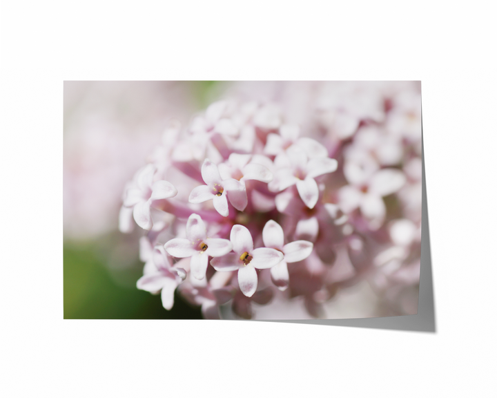 Pink Spring Blossom | Fine Art Photography Print
