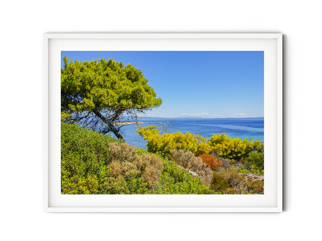 Coastal Pine Tree I | Fine Art Photography Print