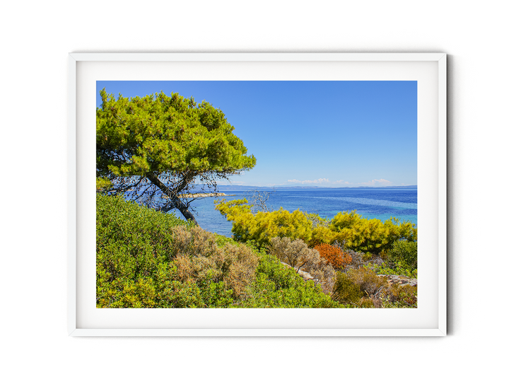 Coastal Pine Tree I | Fine Art Photography Print