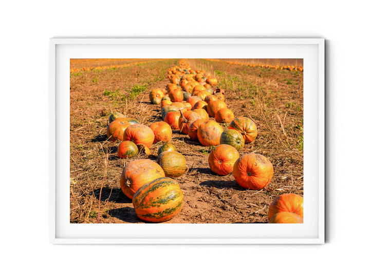 Pumpkin Field | Fine Art Photography Print