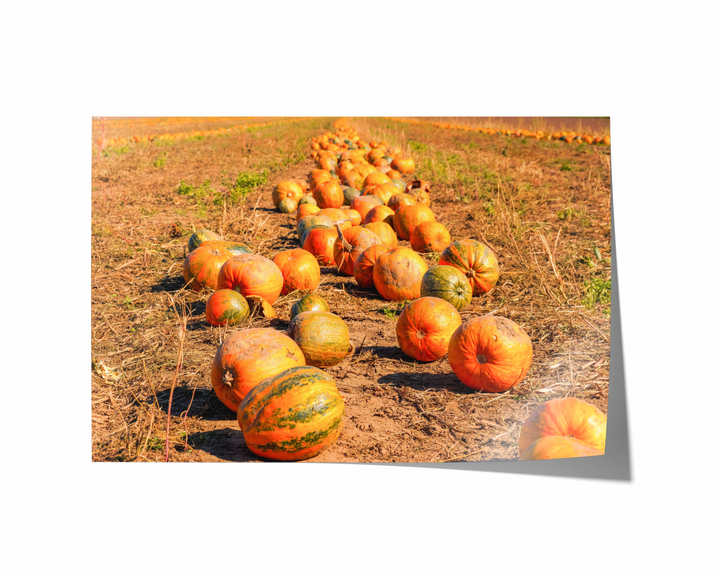 Pumpkin Field | Fine Art Photography Print