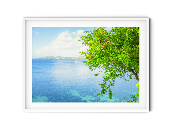 Coastal Pomegranate Tree | Fine Art Photography Print