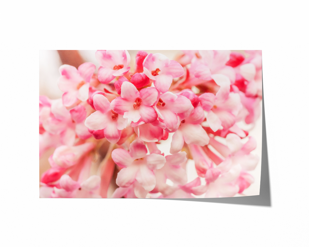 Snowball Blossoms | Fine Art Photography Print