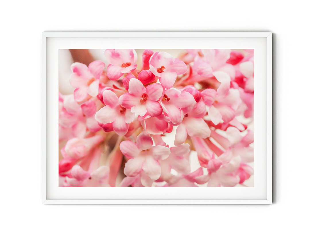 Snowball Blossoms | Fine Art Photography Print