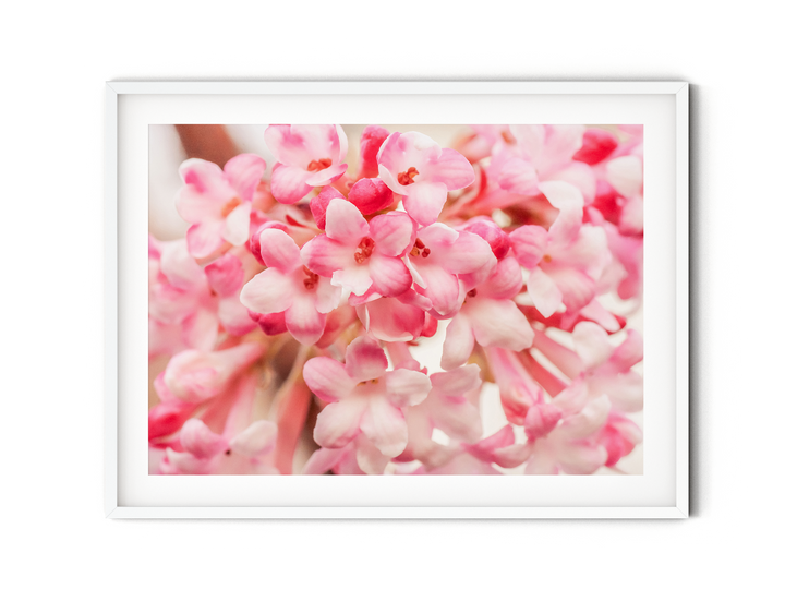 Snowball Blossoms | Fine Art Photography Print