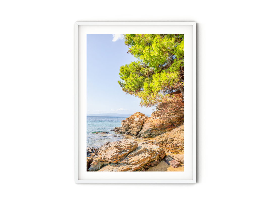 Coastal Pine Tree VIII | Fine Art Photography Print