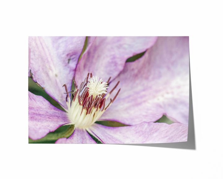 Purple Clematis | Fine Art Photography Print