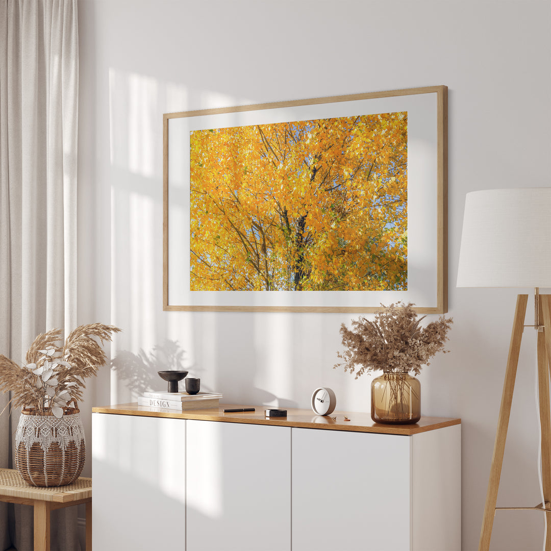 Golden Tree II | Fine Art Photography Print