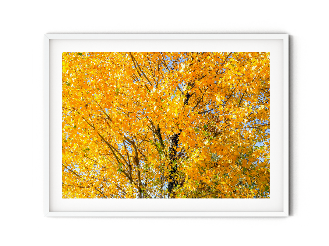 Golden Tree II | Fine Art Photography Print