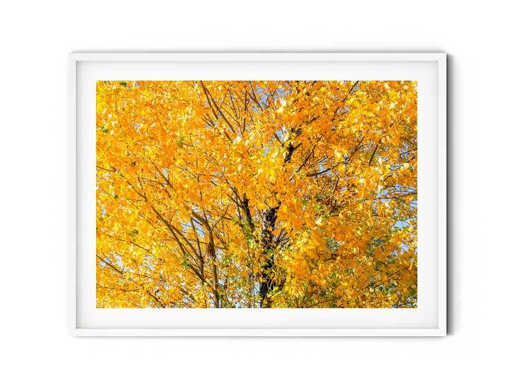 Golden Tree II | Fine Art Photography Print