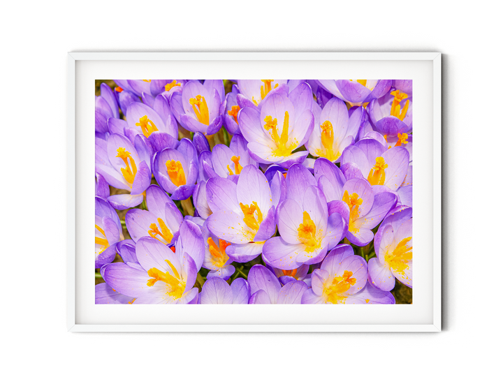 Purple Crocuses | Fine Art Photography Print