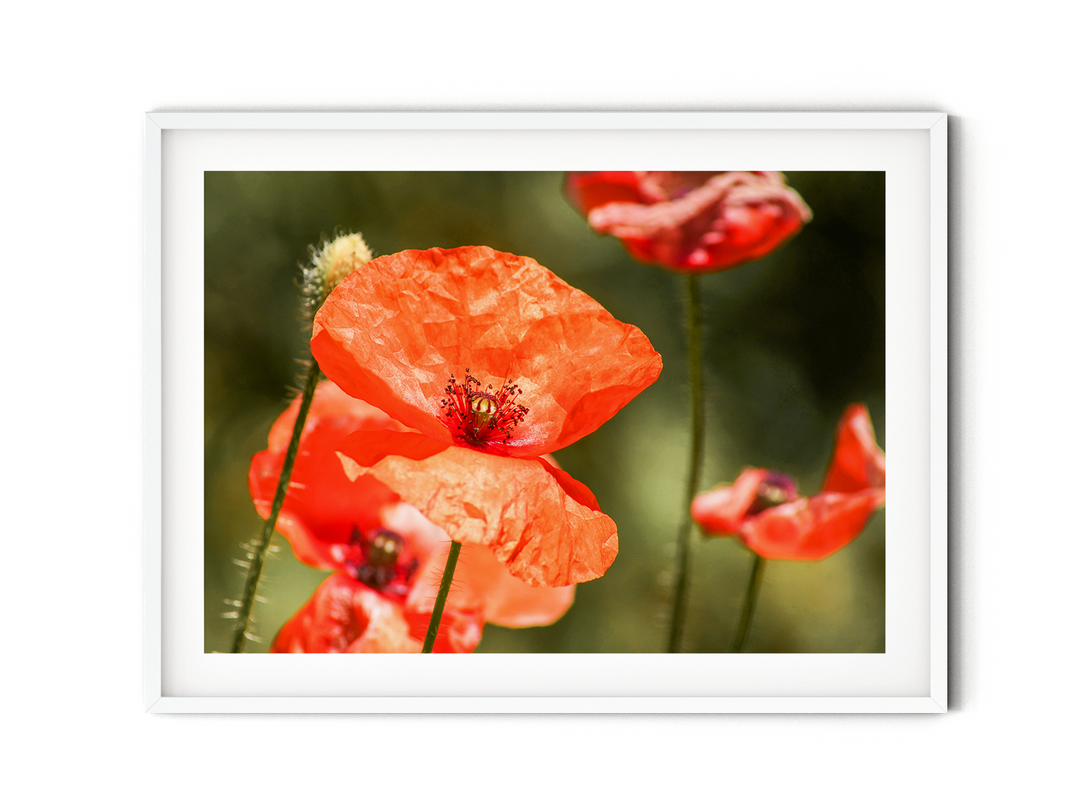 Red Poppy Flower | Fine Art Photography Print