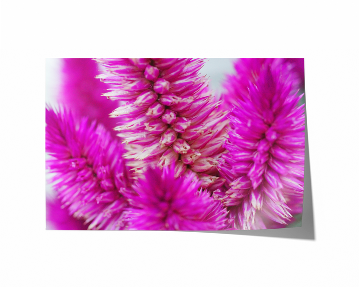 Abstract Pink Flower | Fine Art Photography Print