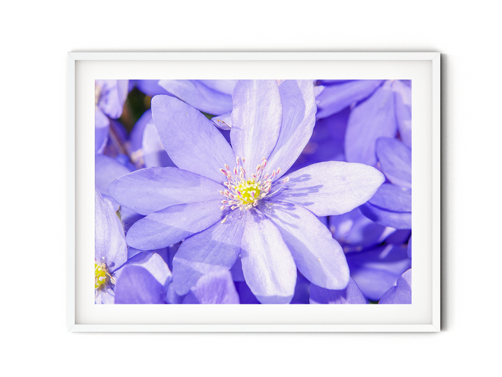 Blue Hepatica Flower II | Fine Art Photography Print