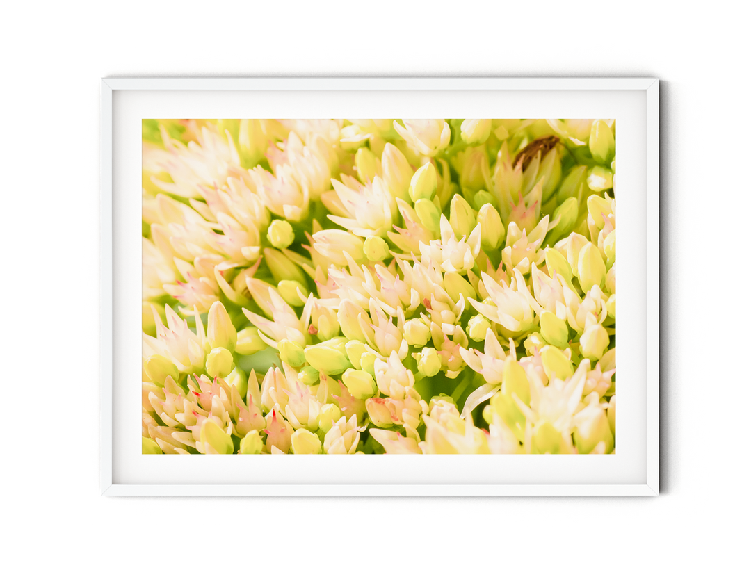 White Sedum | Fine Art Photography Print