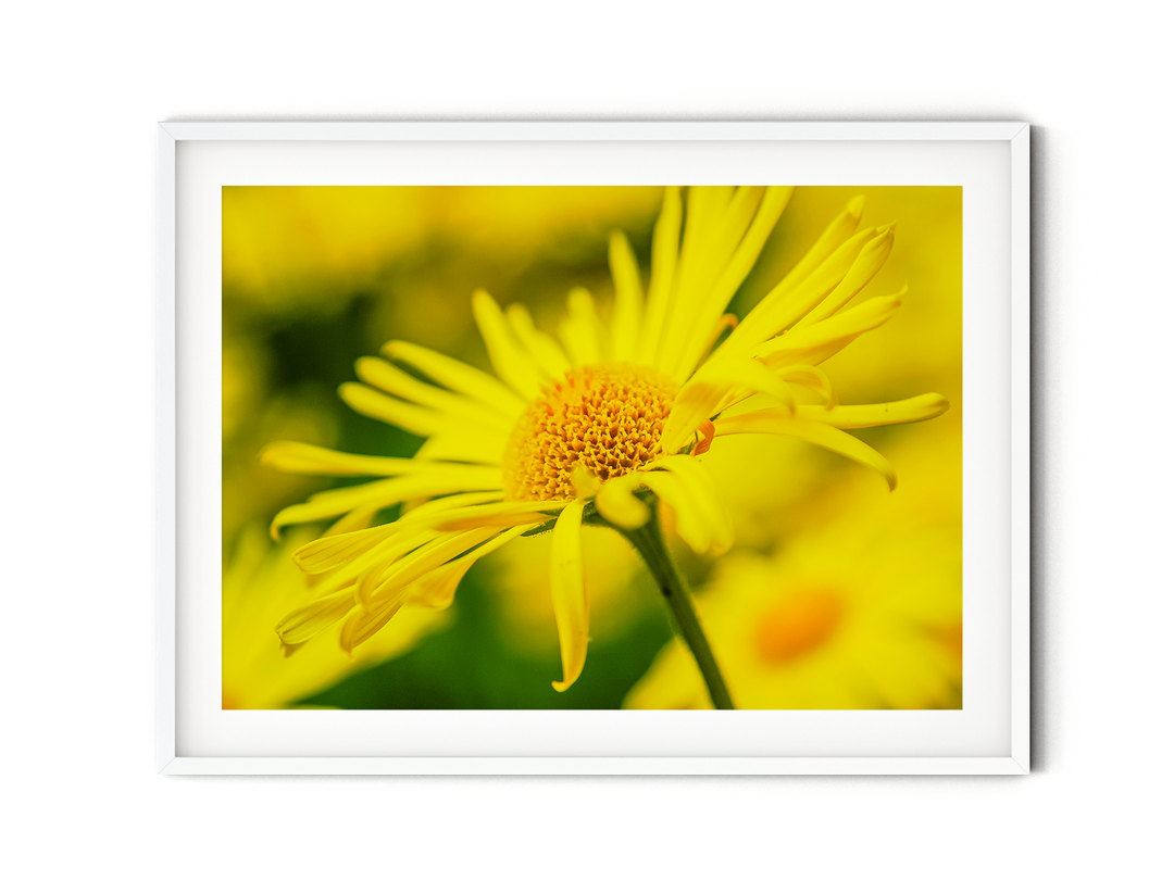 Yellow Wildflower | Fine Art Photography Print