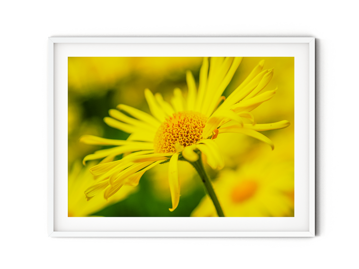 Yellow Wildflower | Fine Art Photography Print