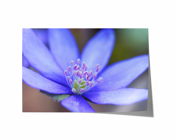 Blue Hepatica Flower | Fine Art Photography Print