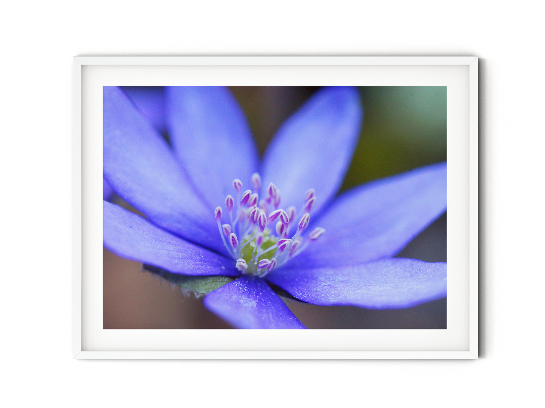 Blue Hepatica Flower | Fine Art Photography Print