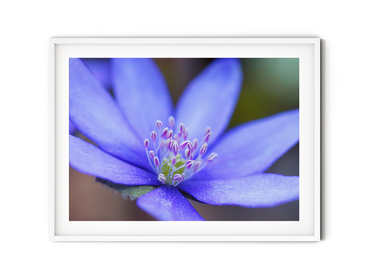 Blue Hepatica Flower | Fine Art Photography Print