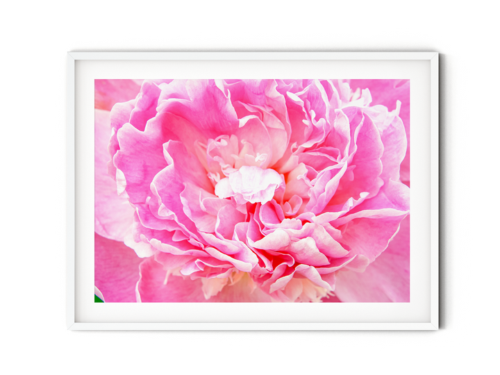 Pink Peony II | Fine Art Photography Print