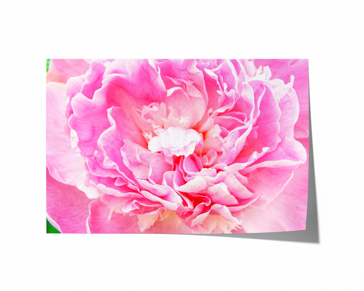 Rosa Pfingstrose II | Fine Art Poster Print