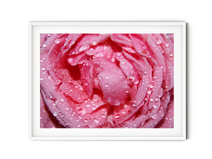 Pink Rose | Fine Art Photography Print