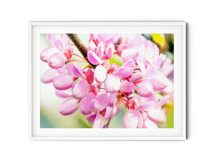 Judas Tree Blossoms | Fine Art Photography Print