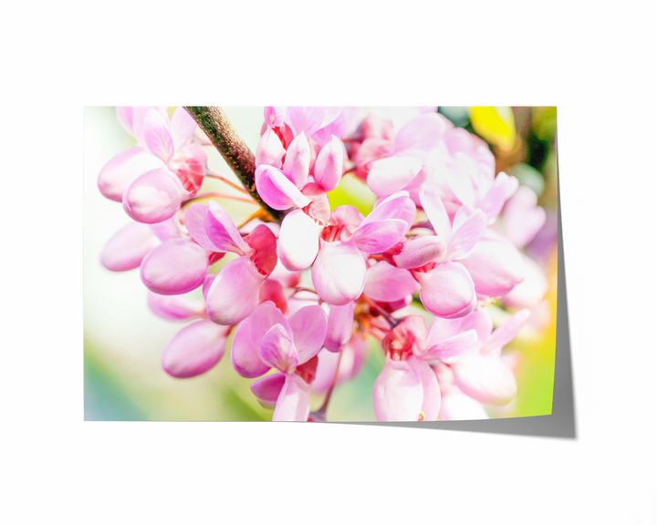 Judas Tree Blossoms | Fine Art Photography Print