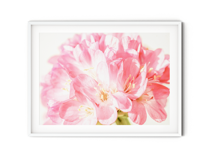 Pink Sea Thrift Flower | Fine Art Photography Print