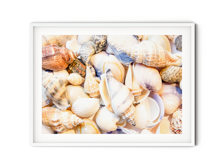 Seashells | Fine Art Photography Print