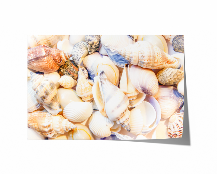 Seashells | Fine Art Photography Print