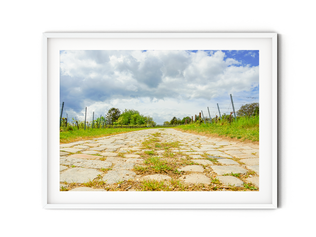 Vineyards | Fine Art Photography Print