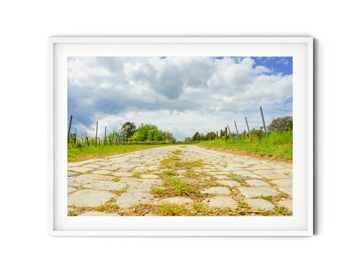 Vineyards | Fine Art Photography Print