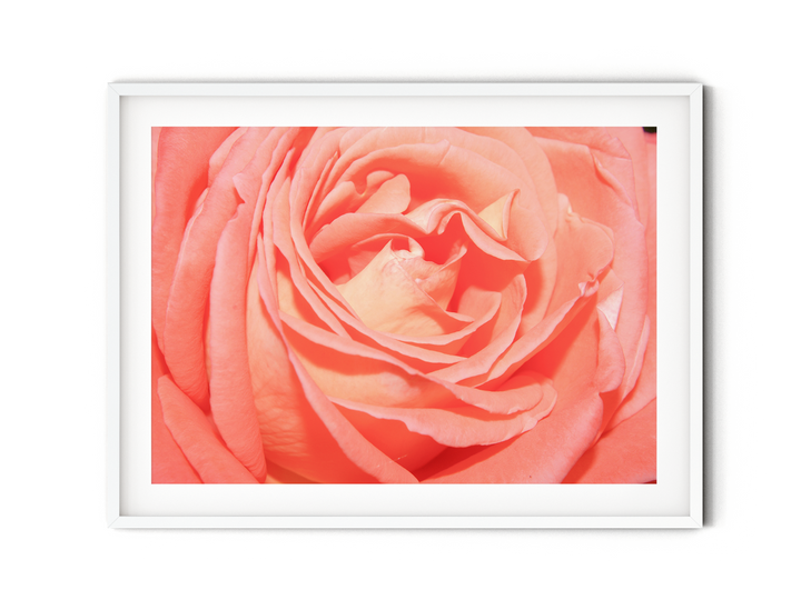 Orange Rose | Fine Art Photography Print