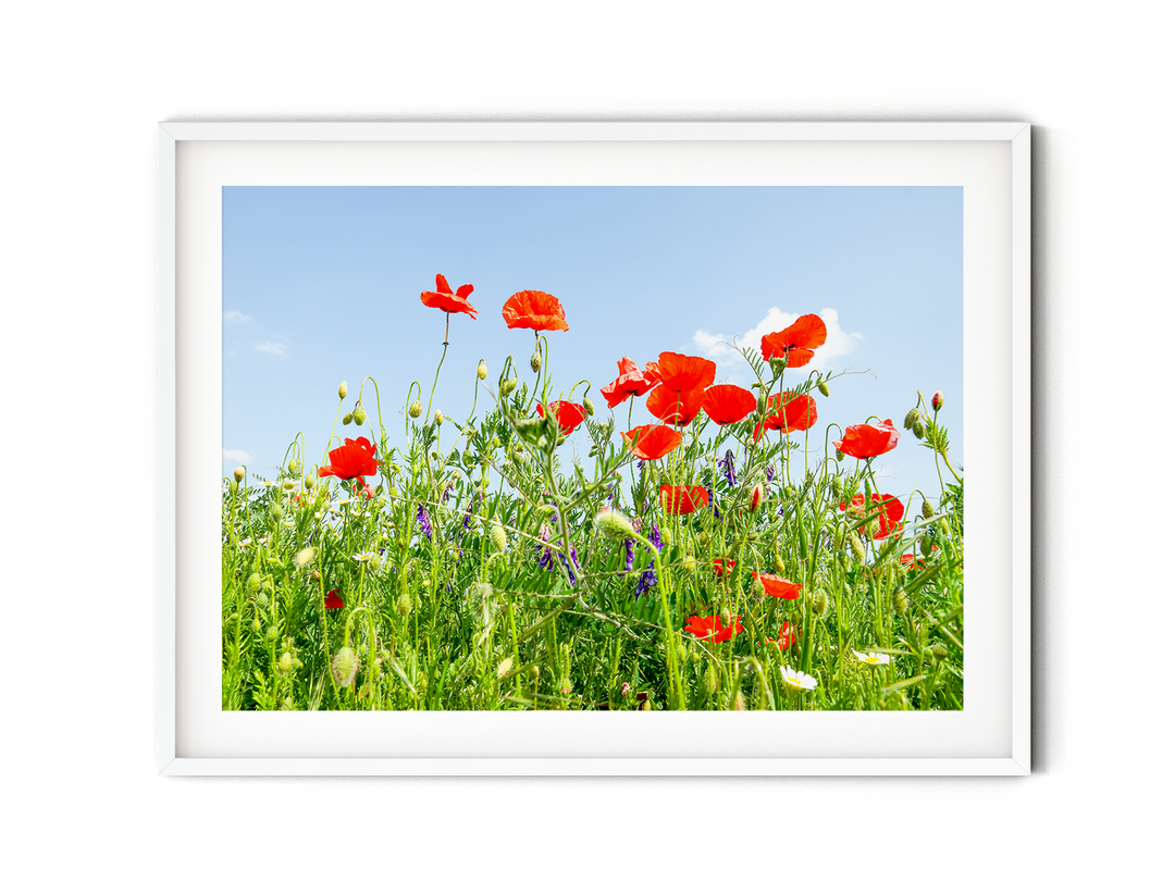 Poppy Flower Field II | Fine Art Photography Print