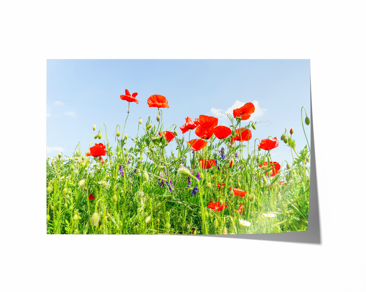 Poppy Flower Field II | Fine Art Photography Print