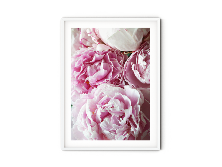 Pink Peonies III | Fine Art Photography Print