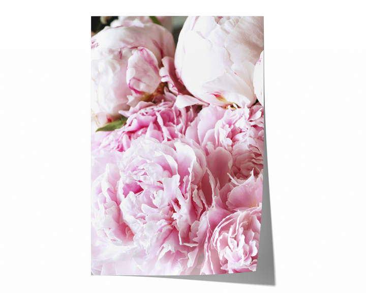 Pink Peonies V | Fine Art Photography Print