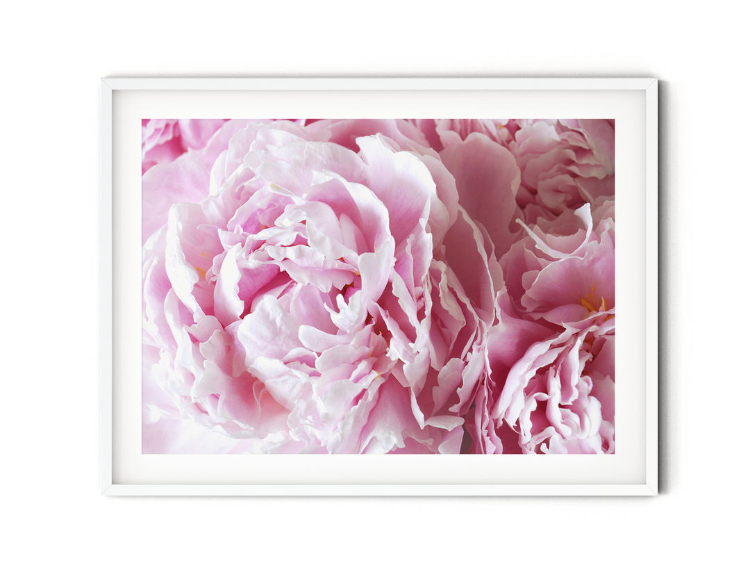 Pink Peonies I | Fine Art Photography Print