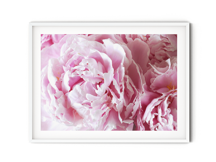 Pink Peonies I | Fine Art Photography Print