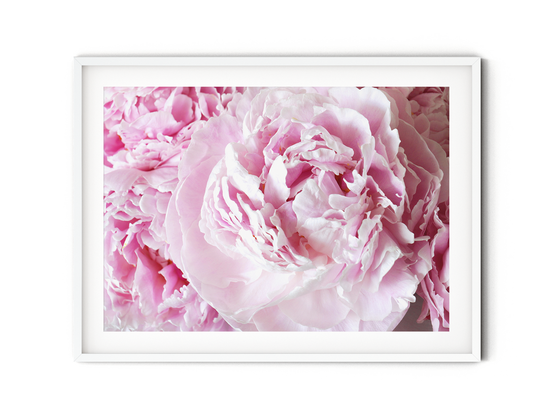 Pink Peonies II | Fine Art Photography Print