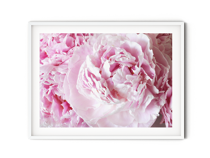 Pink Peonies II | Fine Art Photography Print