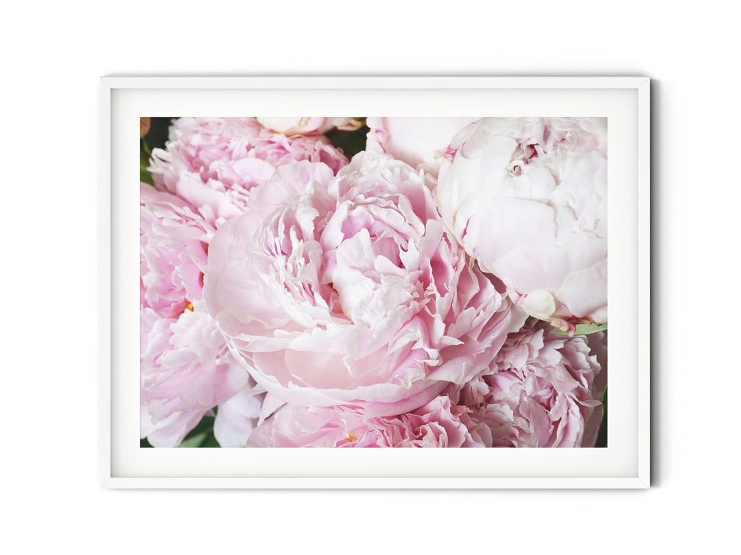 Pink Peonies III | Fine Art Photography Print