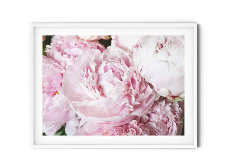 Pink Peonies III | Fine Art Photography Print